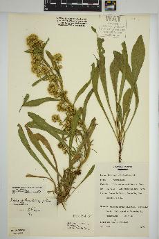 spécimen de Solidago simplex