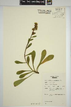 spécimen de Solidago spathulata