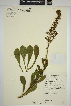 spécimen de Solidago spathulata