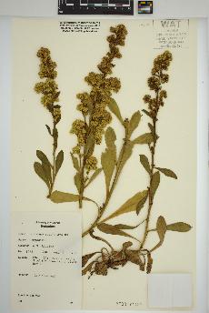 spécimen de Solidago spathulata