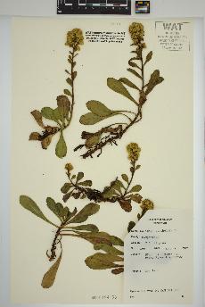 spécimen de Solidago spathulata