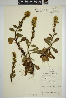 spécimen de Solidago spathulata