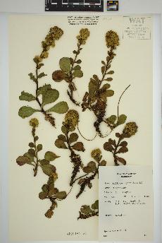 spécimen de Solidago spathulata