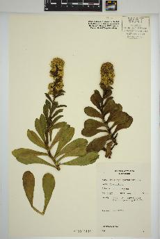 spécimen de Solidago spathulata