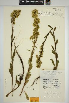 spécimen de Solidago spathulata