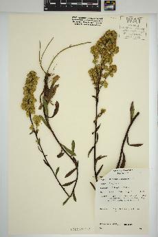 spécimen de Solidago spathulata