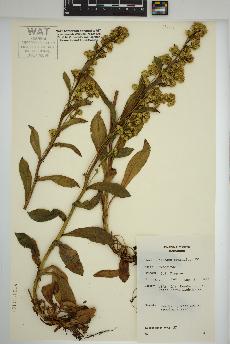 spécimen de Solidago spathulata