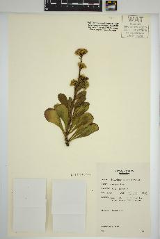 spécimen de Solidago spathulata