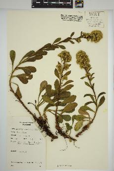spécimen de Solidago spathulata