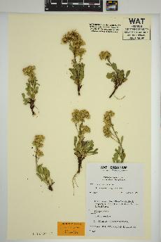 spécimen de Solidago simplex