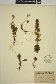 spécimen de Solidago chlorolepis
