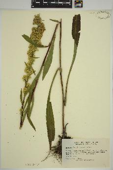 spécimen de Solidago randii