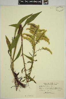 spécimen de Solidago randii