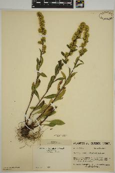 spécimen de Solidago randii
