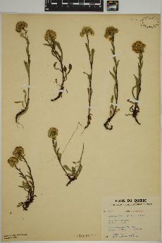 spécimen de Solidago randii