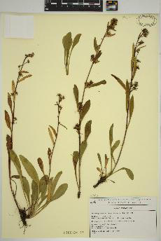 spécimen de Solidago simplex