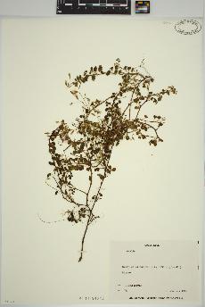 spécimen de Oxalis 