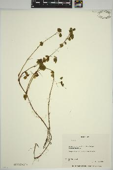 spécimen de Oxalis 