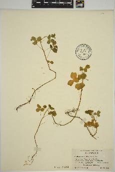 spécimen de Oxalis spiralis