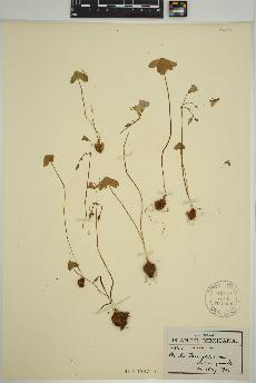 spécimen de Oxalis alpina