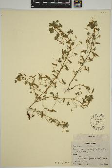 spécimen de Oxalis albicans