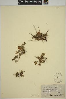 spécimen de Oxalis dichondrifolia