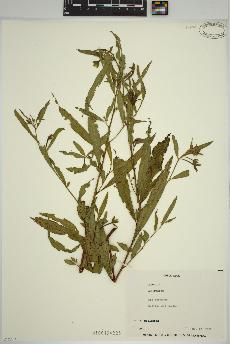 spécimen de Ludwigia 