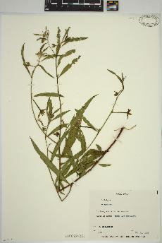 spécimen de Ludwigia 