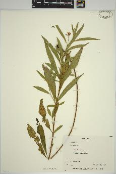 spécimen de Ludwigia 