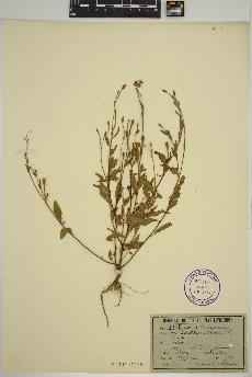 spécimen de Oenothera rosea