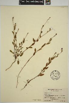 spécimen de Oenothera rosea