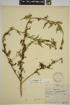 spécimen de Oenothera pubescens