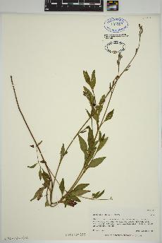 spécimen de Oenothera rosea