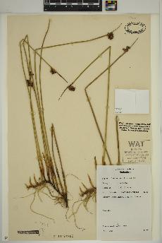 spécimen de Juncus arcticus