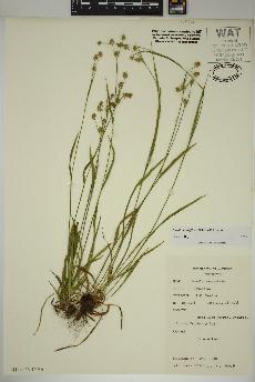 spécimen de Luzula multiflora