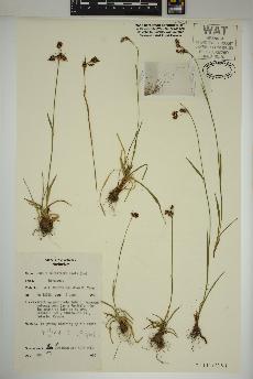 spécimen de Luzula multiflora