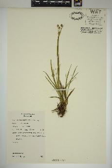 spécimen de Luzula multiflora