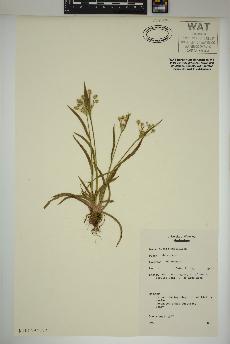 spécimen de Luzula multiflora