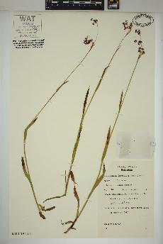 spécimen de Luzula parviflora