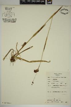 spécimen de Luzula parviflora