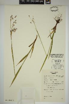 spécimen de Luzula parviflora