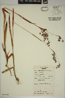 spécimen de Luzula parviflora