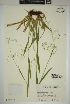 spécimen de Luzula parviflora