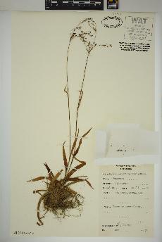 spécimen de Luzula parviflora