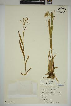 spécimen de Luzula parviflora