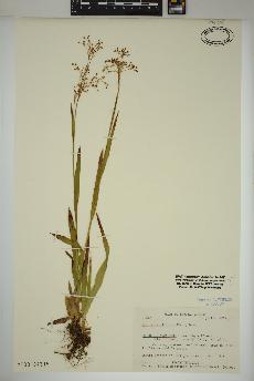 spécimen de Luzula parviflora