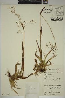 spécimen de Luzula parviflora