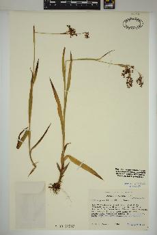 spécimen de Luzula parviflora