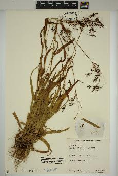 spécimen de Luzula parviflora