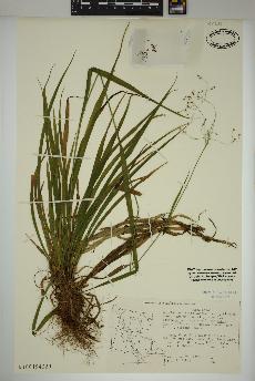 spécimen de Luzula parviflora